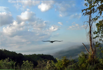 Low angle view of birds flying in sky