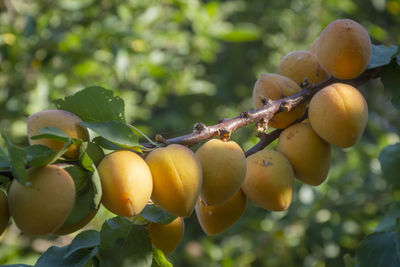 Close-up of hand holding fruits