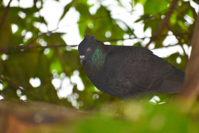 Low angle view of bird perching on tree