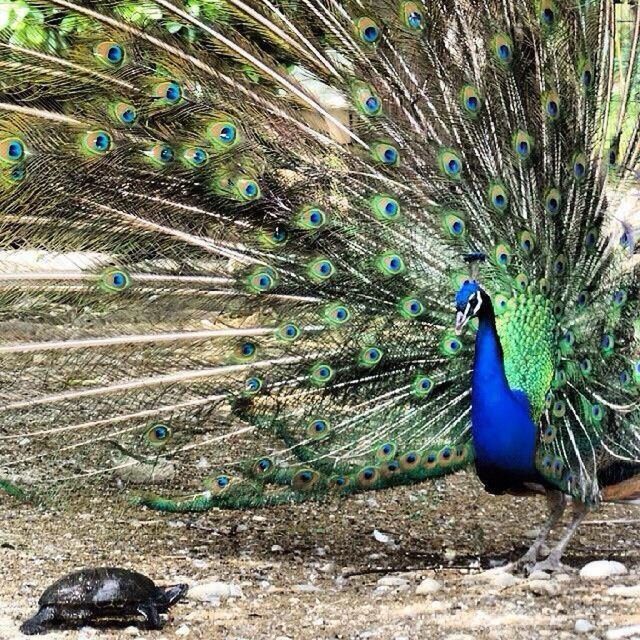CLOSE-UP OF PEACOCK WITH FEATHERS ON THE BACKGROUND