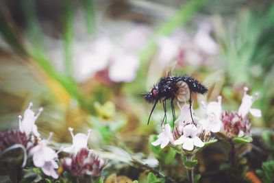 Close-up of bee pollinating on flower