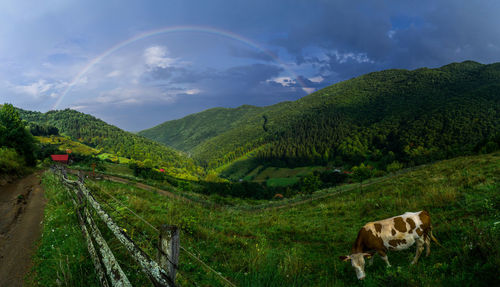 Rainbow in the mountains with a cow in foreground.