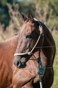 Horse in ranch