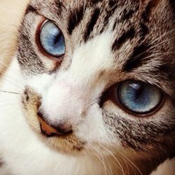 Close-up portrait of cat