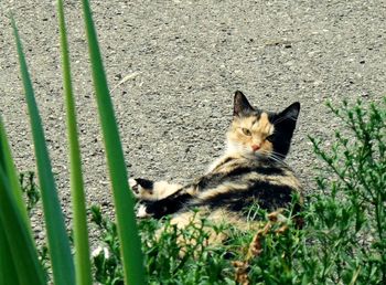 Cat looking away