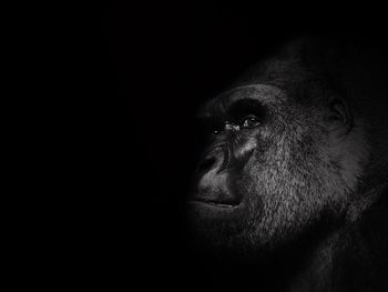 Close-up of monkey looking away against black background