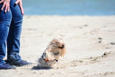 Low section of woman standing by playful yorkshire terrier at beach