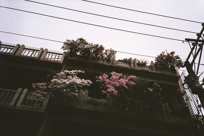 Low angle view of pink flowers blooming on tree