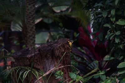Close-up of lizard on tree