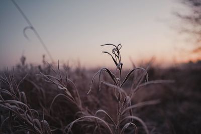 Close-up of wheat growing on field against sky during sunset