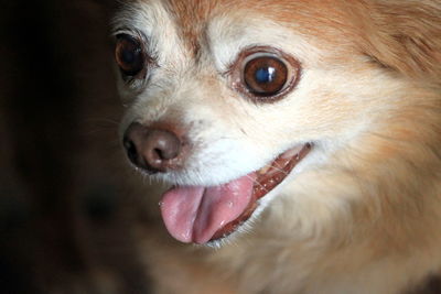 Close-up portrait of dog