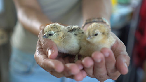 Close-up of hand holding young bird