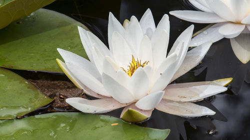 Close-up of lotus water lily in pond