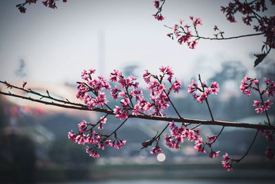 Low angle view of pink y blossom