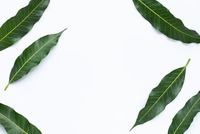 Directly above shot of leaves against white background