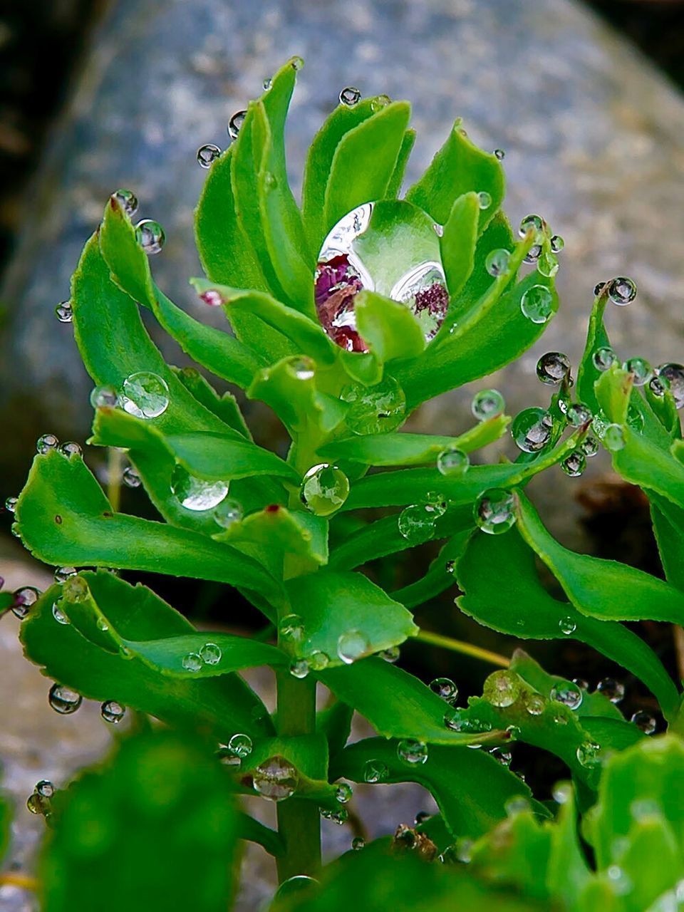 CLOSE-UP OF RAINDROPS ON LEAF