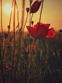 Close-up of red flowering plants on field during sunset