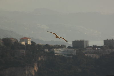 Seagull flying in mid-air