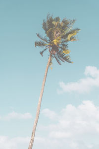 Low angle view of coconut palm tree against sky