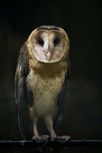 Close-up portrait of an animal