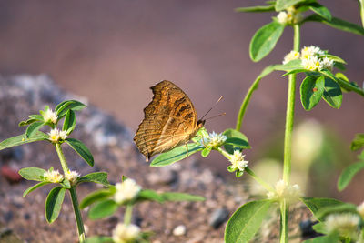 Close-up of butterfly pollinating on flower