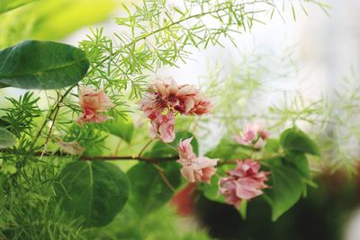Close-up of pink flowers blooming on tree