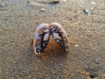 High angle view of a shell on sand