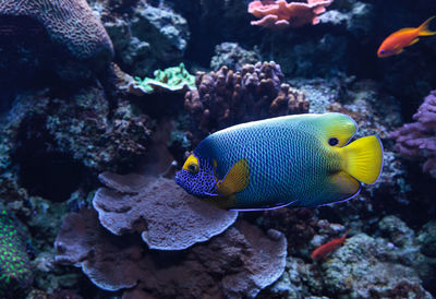 Close-up of fish swimming underwater