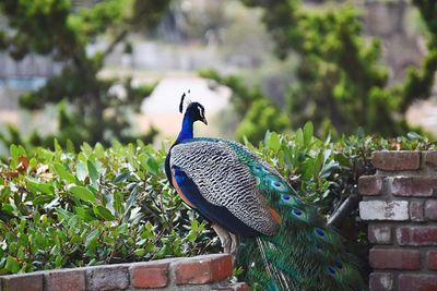 Bird perching on railing