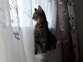 Cat looking through window at home