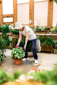 Full body senior lady in hat taking care of potted green plant while working in hothouse