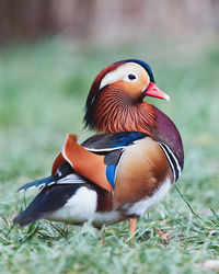 Close-up of a bird