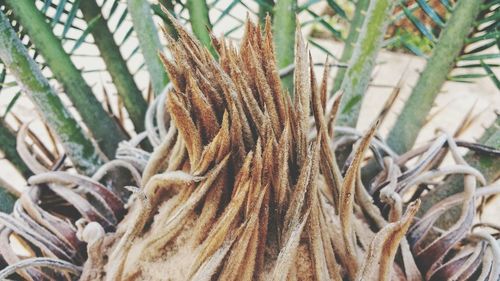 Close-up of lizard on plant