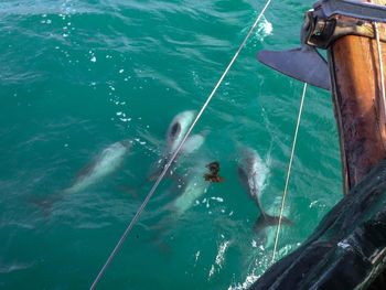 High angle view of horse in sea