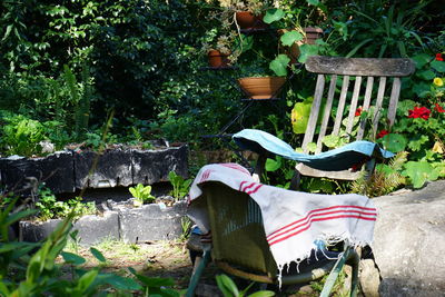 Rear view of woman with umbrella against plants in yard
