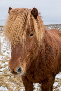 Horse in a farm