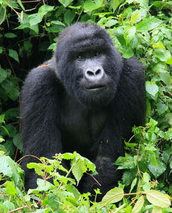 Portrait of monkey in a forest