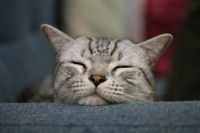 Close-up of a sleeping cat