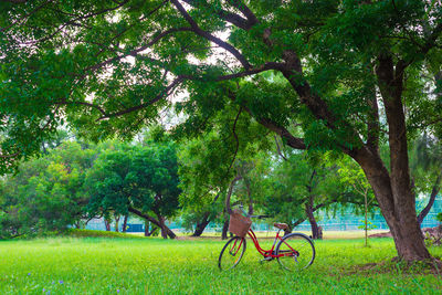 Trees in park