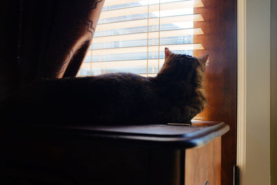 Close-up of cat by window at home