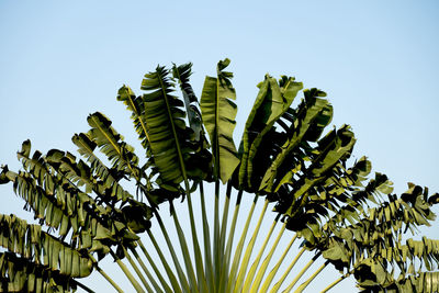 Low angle view of palm tree leaves against sky