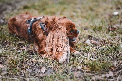 View of a dog on field