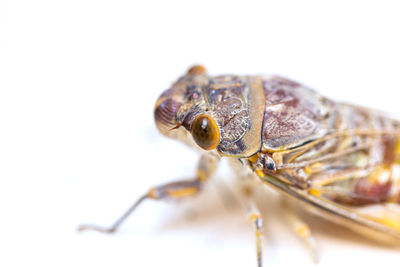 Close-up of insect over white background