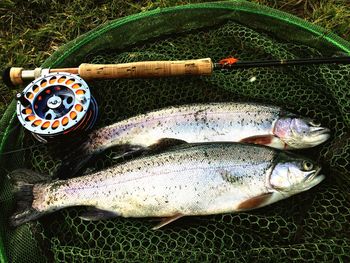 High angle view of fish and rod on net