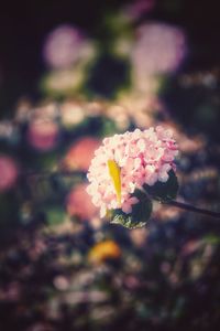 Close-up of pink flowering plant