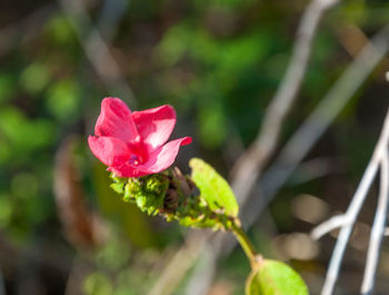 Close-up of pink rose