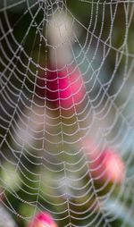 Close-up of spider web