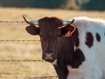 Portrait of cow on field