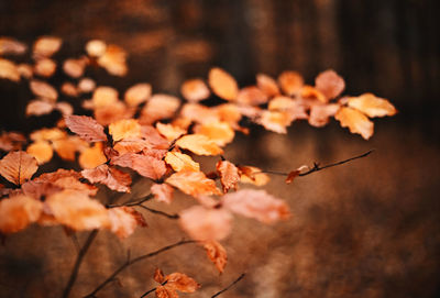 Close-up of autumnal leaves against blurred background