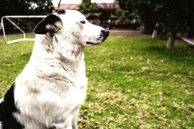 Close-up of dog on grassy field